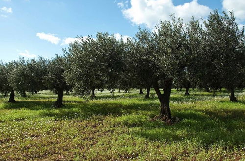 Foto 65 - Agriturismo Masseria Piutri