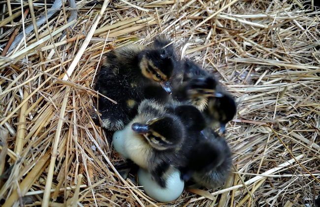 Agriturismo Grecinella - Foto 91