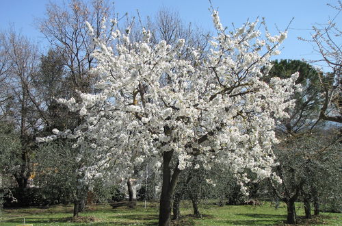 Foto 59 - Poggio delle Rose Tuscany Relais