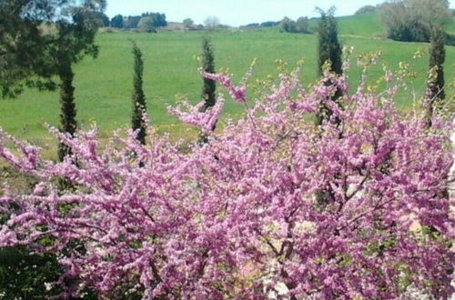 Foto 44 - Agriturismo Boschetto di Montiano