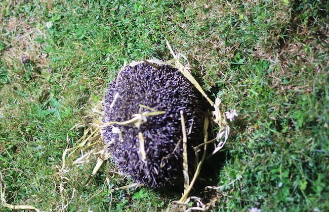 Fosfelle Glamping - Foto 28