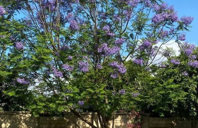 Nostrana Village - Foto 68