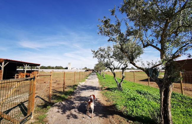 Quinta do Louredo - Foto 51