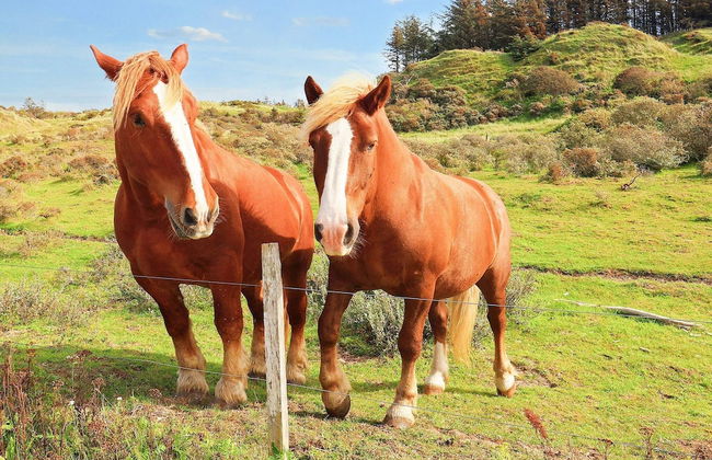 8 Person Holiday Home in Hjorring-by Traum - Foto 16