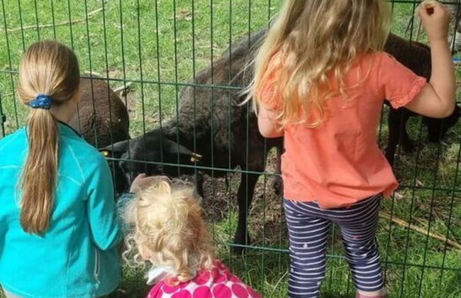 Farm Ferienhof Albert - Foto 24