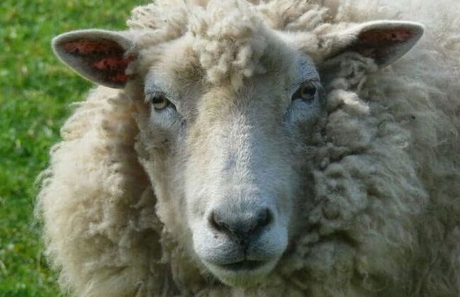 Farm Ferienhof Albert - Foto 23