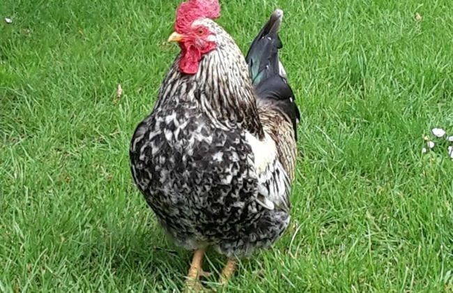 Farm Ferienhof Albert - Foto 12