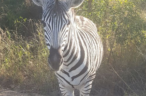 Photo 48 - Kruger National Elephant Point Lodge