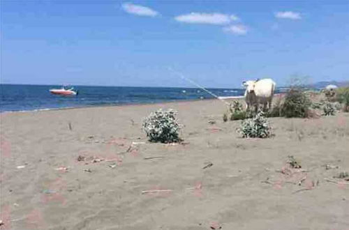 Photo 22 - Rajana Bungalow - Ulcinj