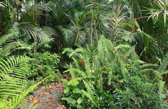 El Jardin de Playa Negra - Foto 77