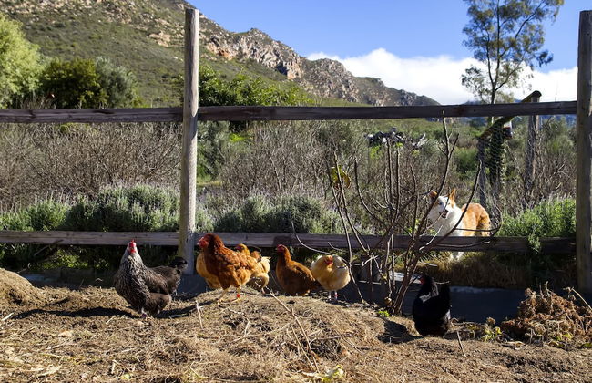 Kogman and Keisie Guest Farm - Photo 58