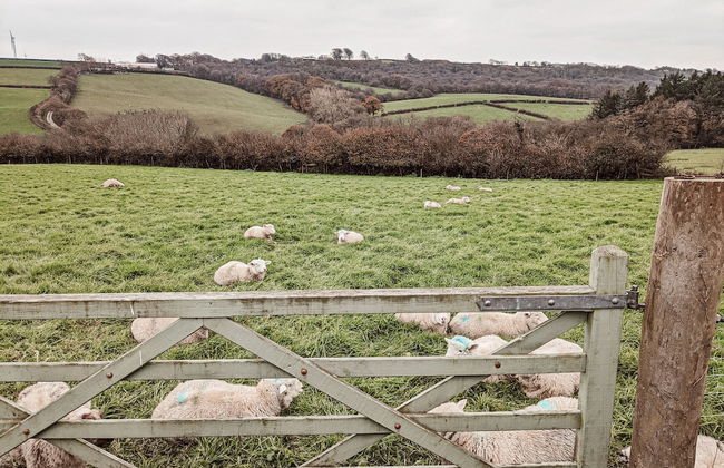 Stunning Shepherd's Hut Retreat, North Devon - Foto 15