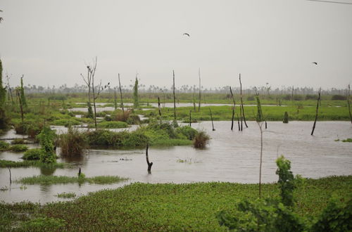 Foto 76 - Sreekrishna Houseboats