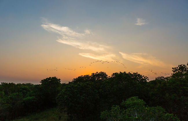 Forestville Yala - Foto 34