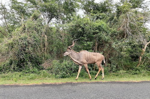 Photo 50 - St Lucia Wilds