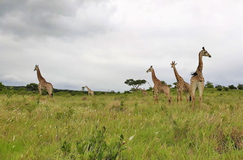 Photo 71 - St Lucia Wilds