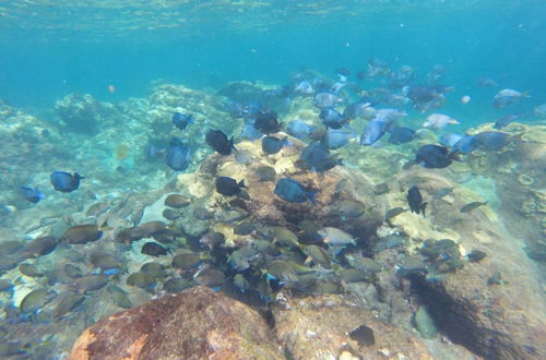 Photo 24 - Angel Fish Cove