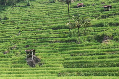 Photo 17 - HOMESTAY MBAH POMO SRIHARJO