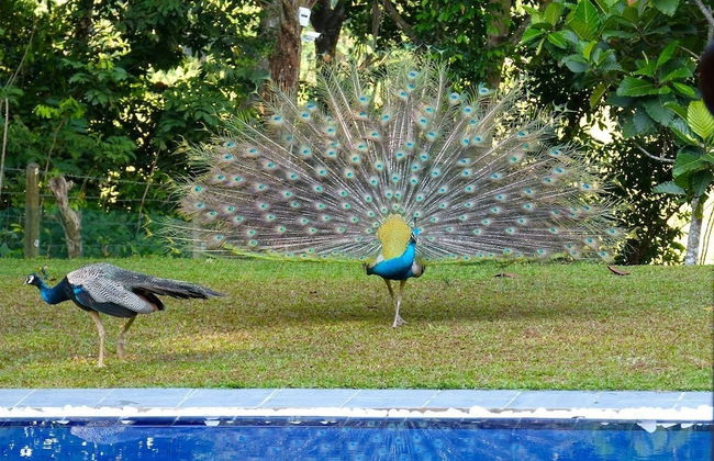Tropical Dream Villa - Foto 24