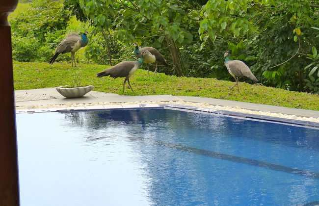 Tropical Dream Villa - Foto 23