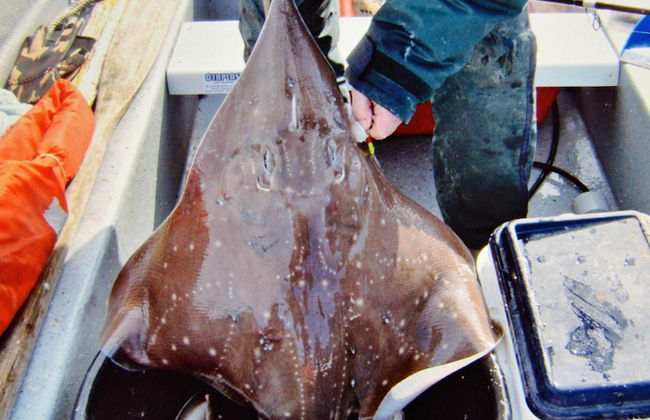 Holiday Home in EidsvÃ¥g - Foto 41