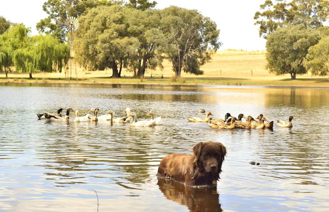 Diamond Forest Farm Stay - Foto 32