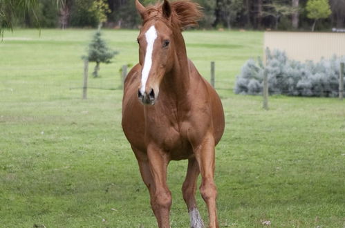 Photo 30 - Diamond Forest Farm Stay