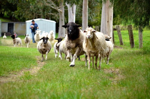 Photo 25 - Diamond Forest Farm Stay