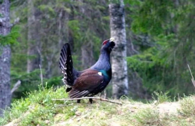 Finnskogen Turistsenter - Foto 23
