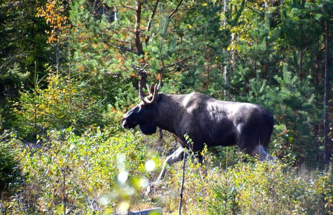 Finnskogen Turistsenter - Foto 16
