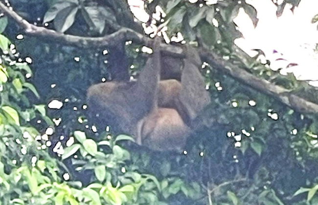 The Mango Tree Villas and Spa - Foto 18