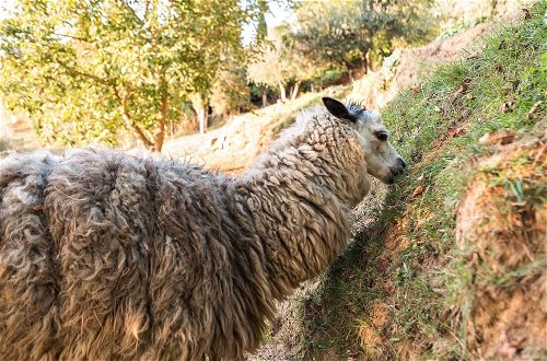 Photo 24 - Belvilla by OYO Alpaca