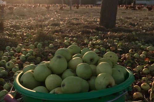 Photo 16 - Au Pré des Alizés