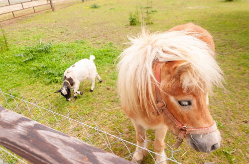 Photo 22 - Au Pré des Alizés