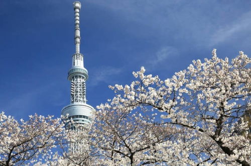 Photo 22 - TORA HOTEL Sensoji SUNNY