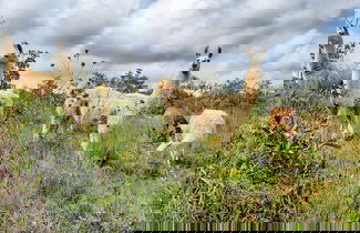 Photo 34 - Paradise Ranch