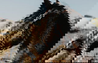 Photo 23 - Paradise Ranch