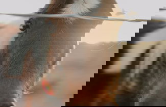 Photo 22 - Paradise Ranch