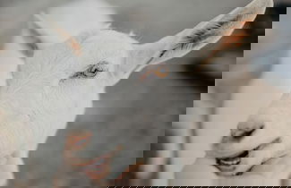 Photo 28 - Paradise Ranch