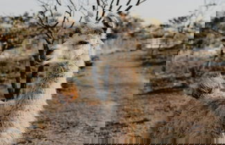 Photo 26 - Paradise Ranch