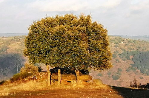 Photo 33 - Douro Camping