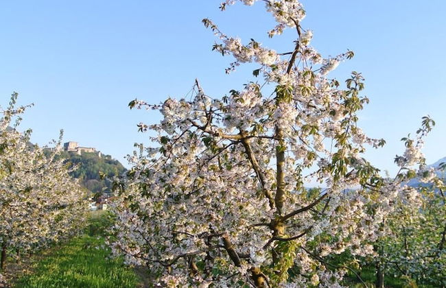 Agriturismo Bortolotti - Foto 70