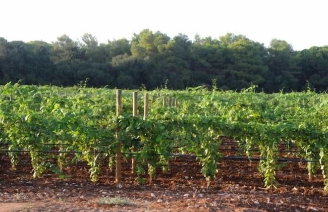 Tenuta Vigna Corallo - Foto 60