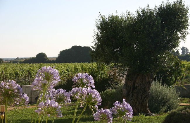 Tenuta Vigna Corallo - Foto 57