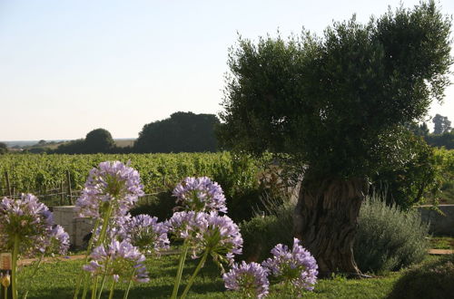 Photo 57 - Tenuta Vigna Corallo