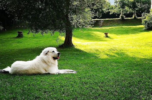 Photo 31 - Agriturismo Campo al Sole