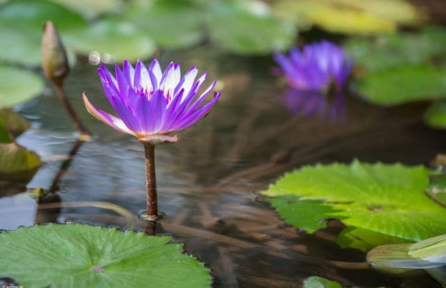 Casa Ave del Risco (Villa con río y cascada al interior) - Photo 50