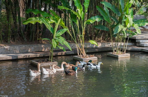 Foto 49 - Casa Ave del Risco (Villa con río y cascada al interior)