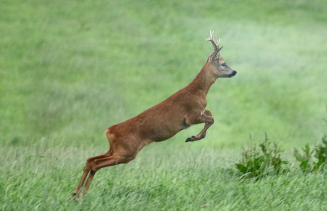 Holiday Apartment Sternhoh - Foto 11