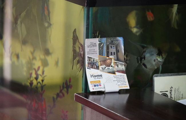 Villa Las Flores - Photo 3